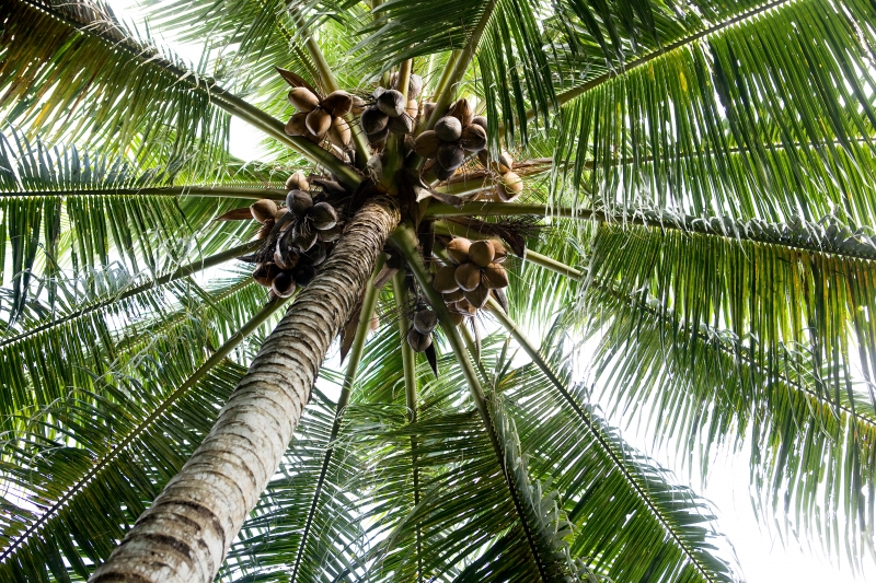 palmträd i bakgrunden
